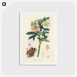 1-43_Medical-Botany_hagaki
