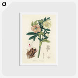 1-43_Medical-Botany_hagaki
