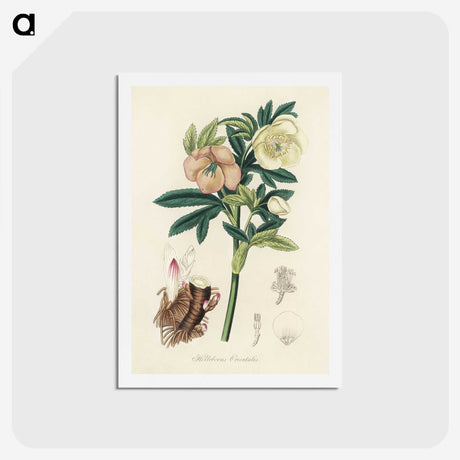 1-43_Medical-Botany_hagaki