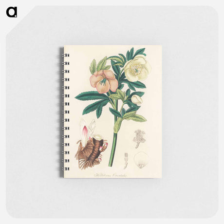 アートメモ帳-Helleborus orientalis Illustration
 - 薬用植物学 Memo.