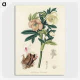 1-43_Medical-Botany_picture-crop