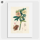 アートポスター-Helleborus orientalis Illustration
 - 薬用植物学 Poster.