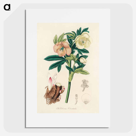 アートポスター-Helleborus orientalis Illustration
 - 薬用植物学 Poster.