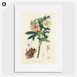 1-43_Medical-Botany_picture