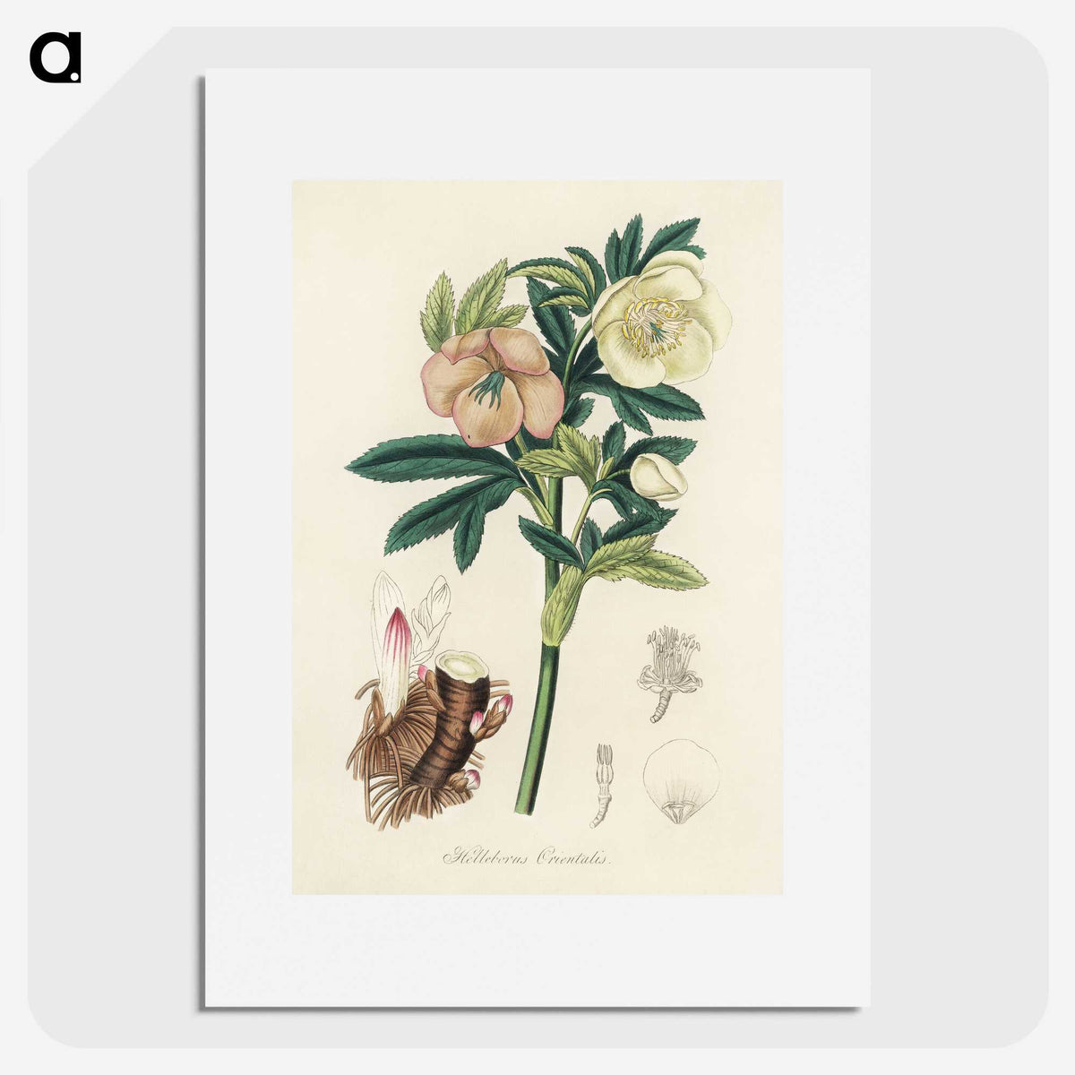 1-43_Medical-Botany_picture