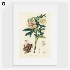 1-43_Medical-Botany_picture