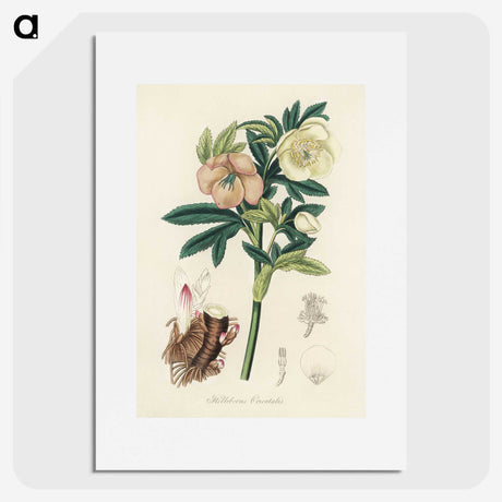 1-43_Medical-Botany_picture