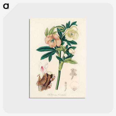 アートポストカード-Helleborus orientalis Illustration
 - 薬用植物学 Postcard.