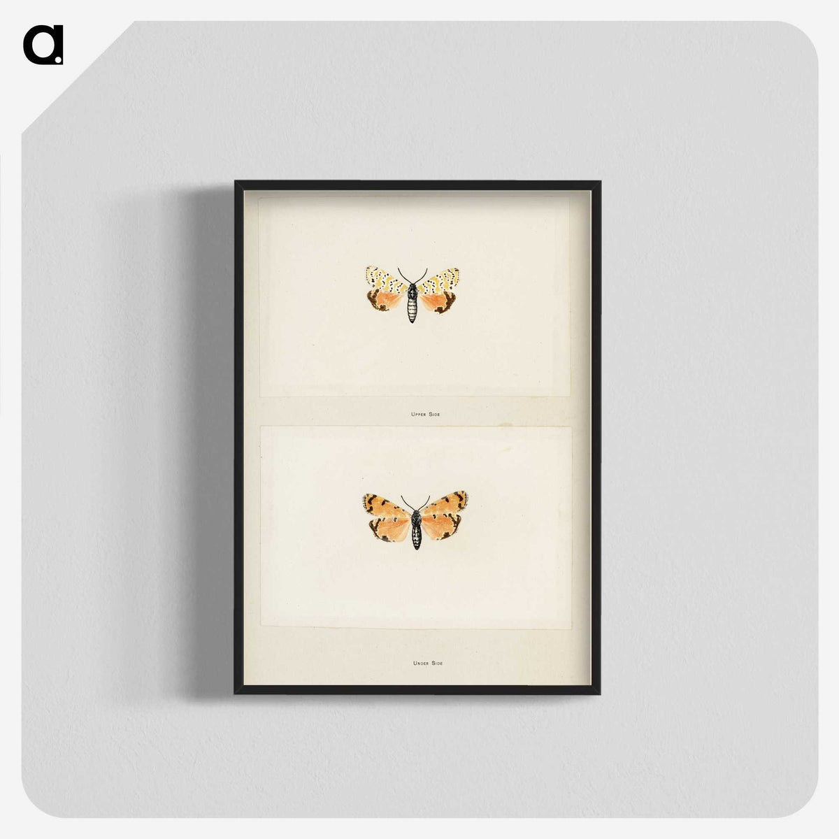 1-43_Moths-and-Butterflies-of-the-United-States_blk-crop