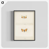 1-43_Moths-and-Butterflies-of-the-United-States_blk-crop
