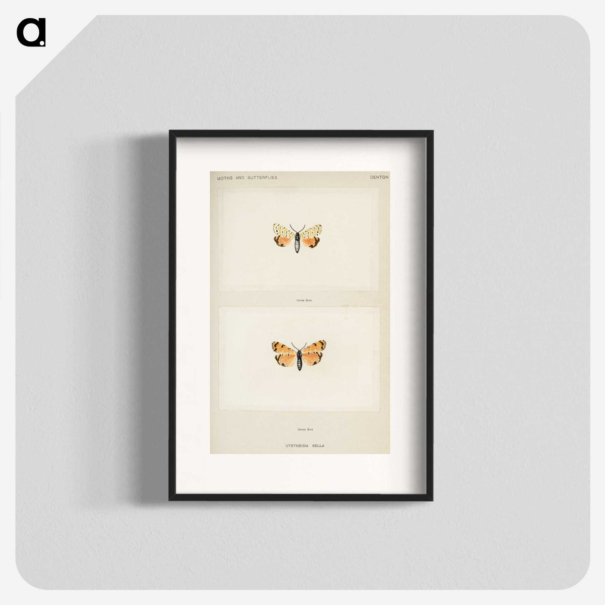 1-43_Moths-and-Butterflies-of-the-United-States_blk