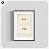 1-43_Moths-and-Butterflies-of-the-United-States_blk