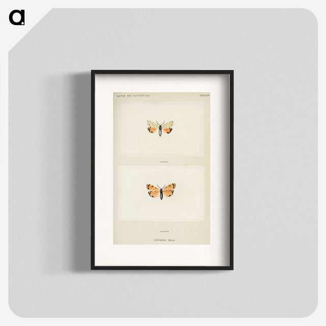 1-43_Moths-and-Butterflies-of-the-United-States_blk