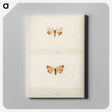 1-43_Moths-and-Butterflies-of-the-United-States_canvas