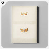 1-43_Moths-and-Butterflies-of-the-United-States_canvas