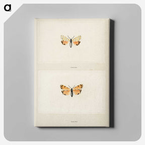 1-43_Moths-and-Butterflies-of-the-United-States_canvas