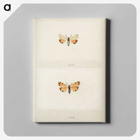 1-43_Moths-and-Butterflies-of-the-United-States_canvas