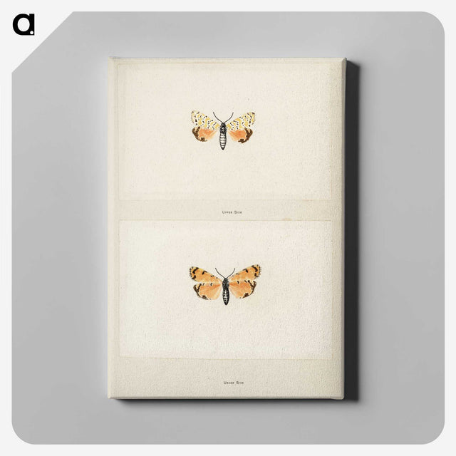 1-43_Moths-and-Butterflies-of-the-United-States_canvas