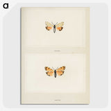 1-43_Moths-and-Butterflies-of-the-United-States_picture-crop