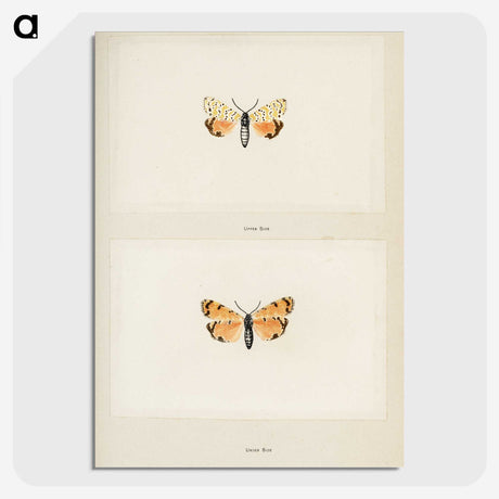 1-43_Moths-and-Butterflies-of-the-United-States_picture-crop