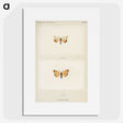 1-43_Moths-and-Butterflies-of-the-United-States_picture