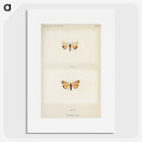 1-43_Moths-and-Butterflies-of-the-United-States_picture