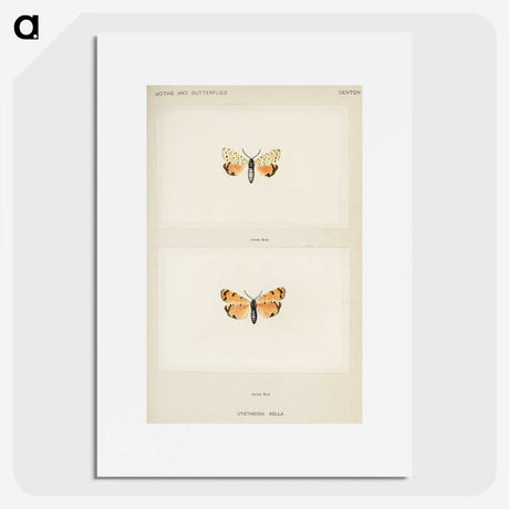 1-43_Moths-and-Butterflies-of-the-United-States_picture