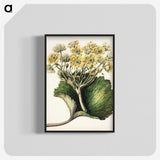 1-43_Native-Flowering-Plants-of-New-Zealand_blk-crop