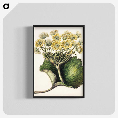 1-43_Native-Flowering-Plants-of-New-Zealand_blk-crop