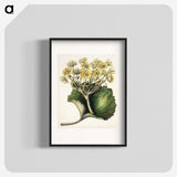 1-43_Native-Flowering-Plants-of-New-Zealand_blk