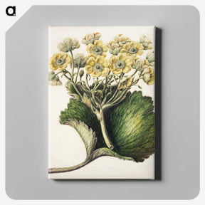 1-43_Native-Flowering-Plants-of-New-Zealand_canvas
