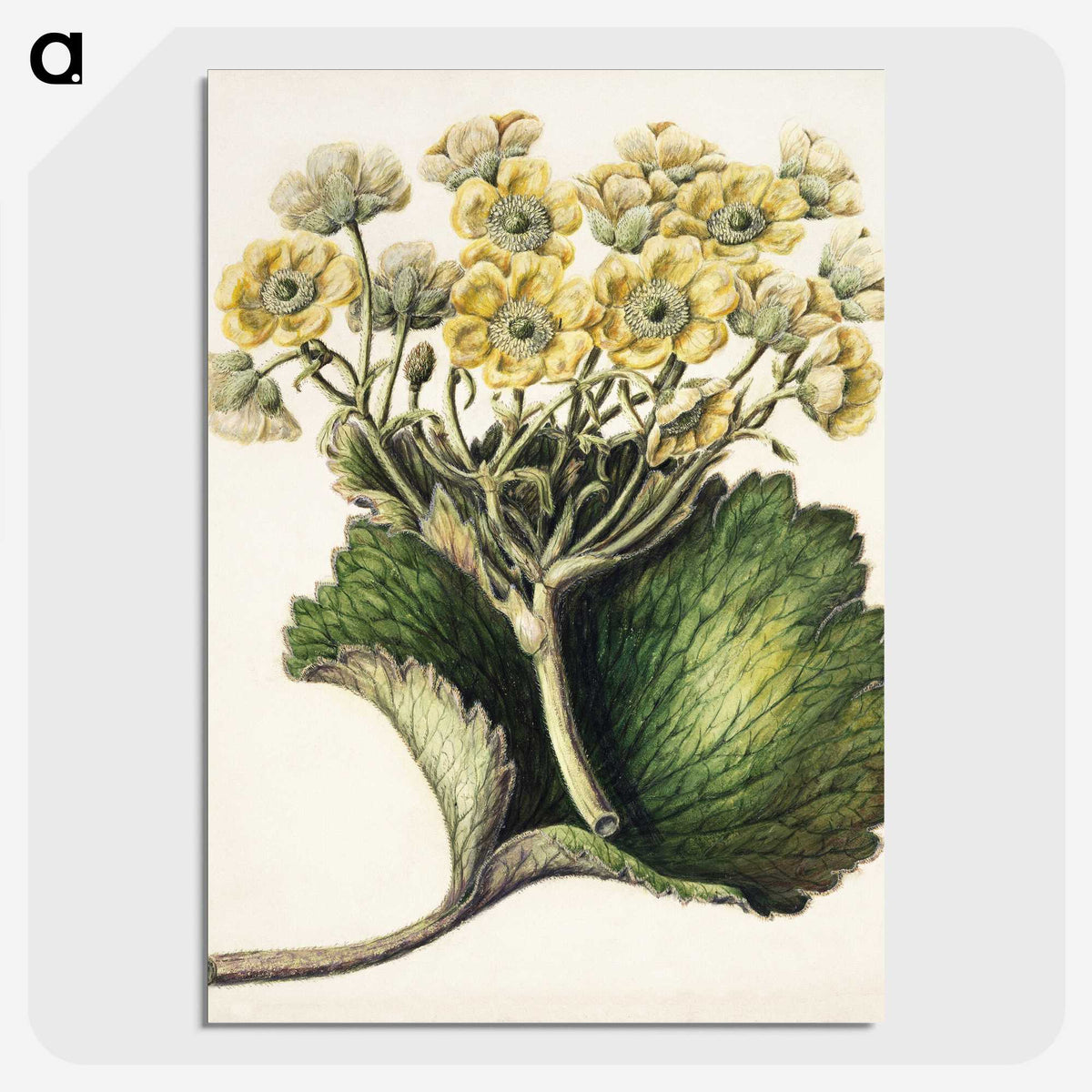 1-43_Native-Flowering-Plants-of-New-Zealand_picture-crop