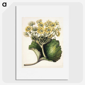 1-43_Native-Flowering-Plants-of-New-Zealand_picture