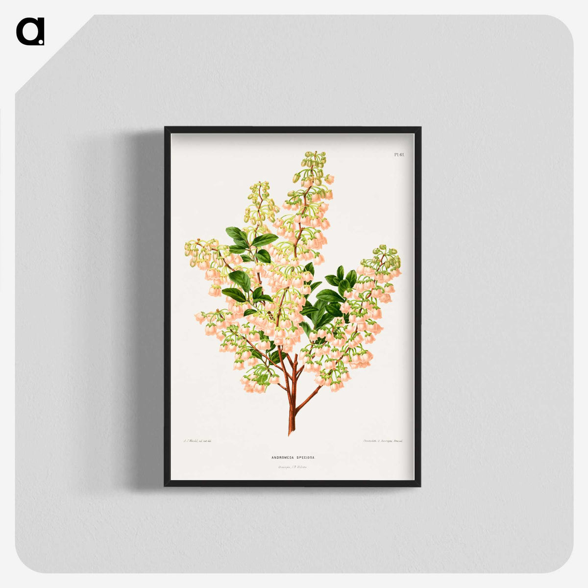 1-43_Nederlandsche-Flora-en-Pomona_blk-crop