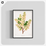 1-43_Nederlandsche-Flora-en-Pomona_blk-crop