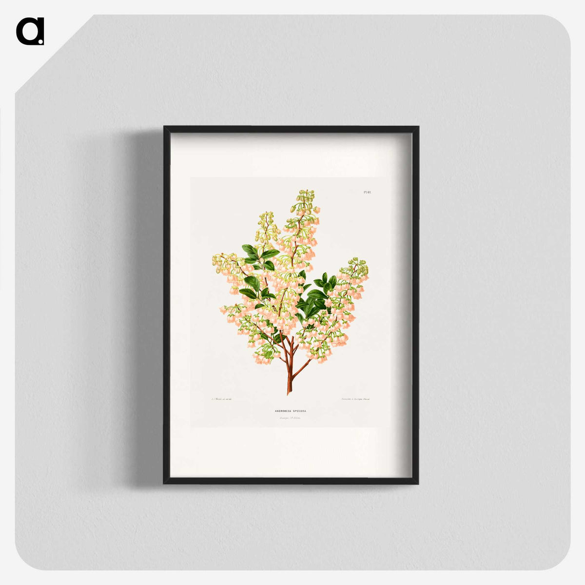 1-43_Nederlandsche-Flora-en-Pomona_blk