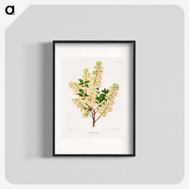1-43_Nederlandsche-Flora-en-Pomona_blk
