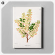 1-43_Nederlandsche-Flora-en-Pomona_canvas