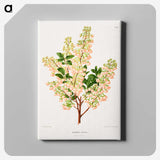 1-43_Nederlandsche-Flora-en-Pomona_canvas