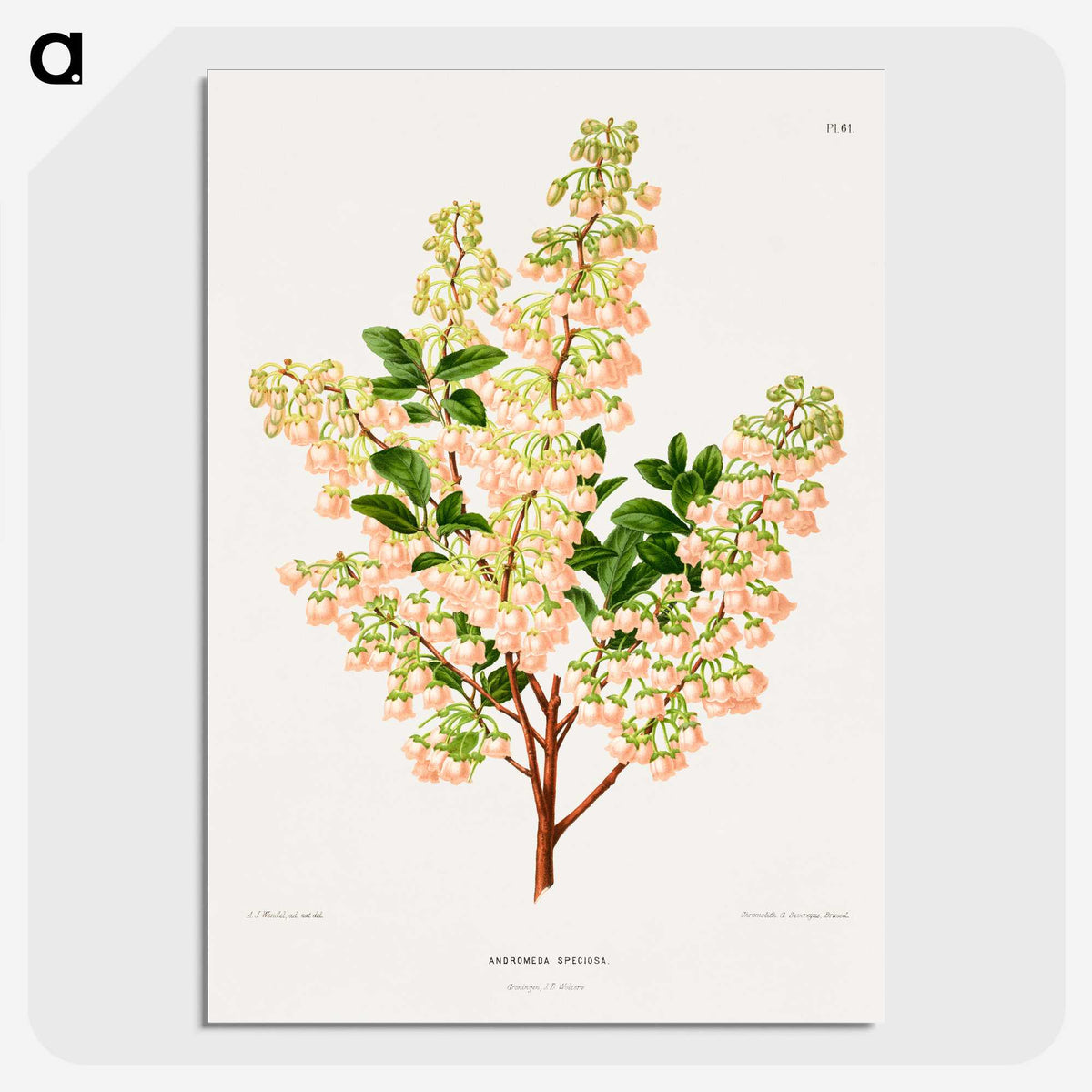 1-43_Nederlandsche-Flora-en-Pomona_picture-crop