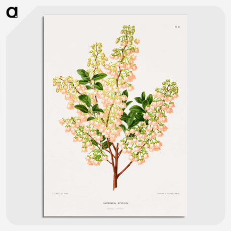 1-43_Nederlandsche-Flora-en-Pomona_picture-crop