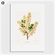 1-43_Nederlandsche-Flora-en-Pomona_picture
