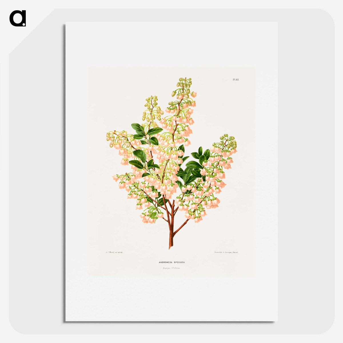 1-43_Nederlandsche-Flora-en-Pomona_picture