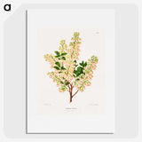 1-43_Nederlandsche-Flora-en-Pomona_picture