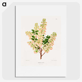 1-43_Nederlandsche-Flora-en-Pomona_picture