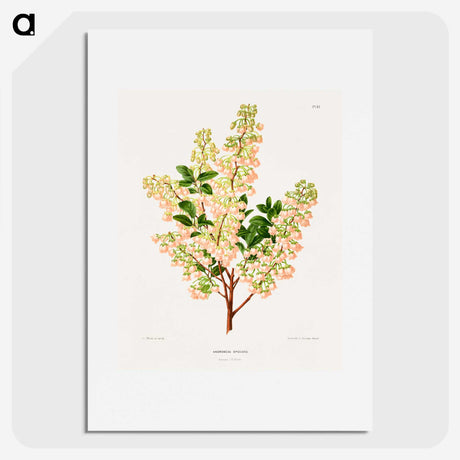 1-43_Nederlandsche-Flora-en-Pomona_picture