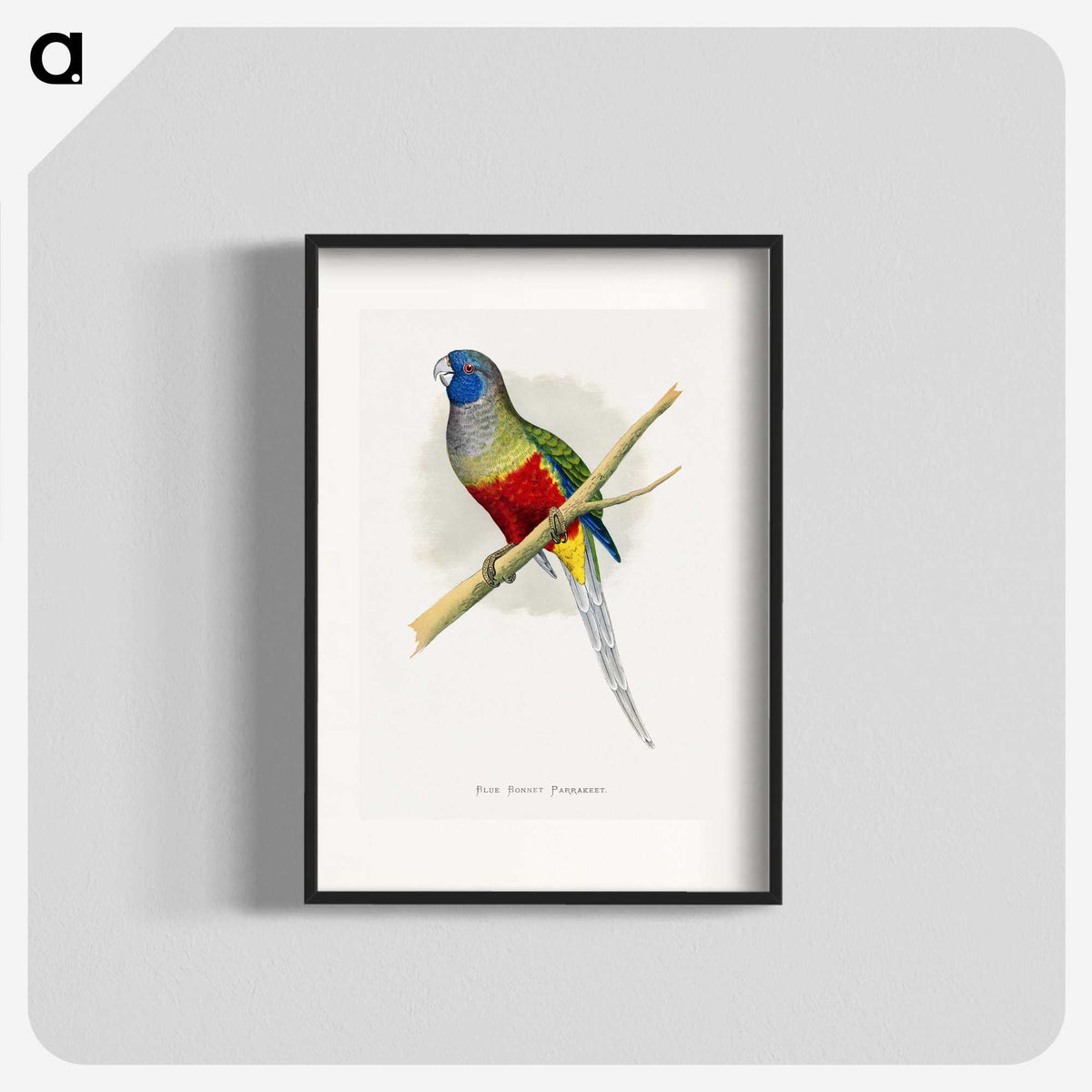 1-43_Parrots-in-Captivity_blk