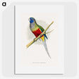 1-43_Parrots-in-Captivity_picture