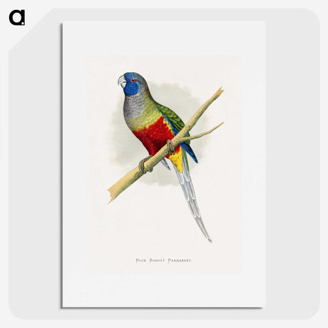1-43_Parrots-in-Captivity_picture