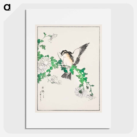 アートポスター-Narcissus Flycatcher and Chrysanthemum
 - 鳥類図鑑 Poster.